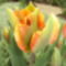 tulipánok 113