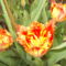 tulipánok 116