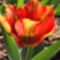 tulipánok 117