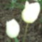tulipánok 119