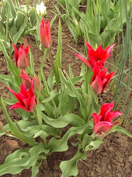 tulipánok 142
