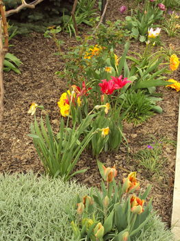 tulipánok 145