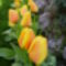 tulipánok 