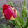 Tulipanok_685914_48086_t