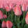 Tulipanos_hatterkep_19_685073_38794_t