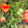 Aprilis2010_210_686360_68400_t