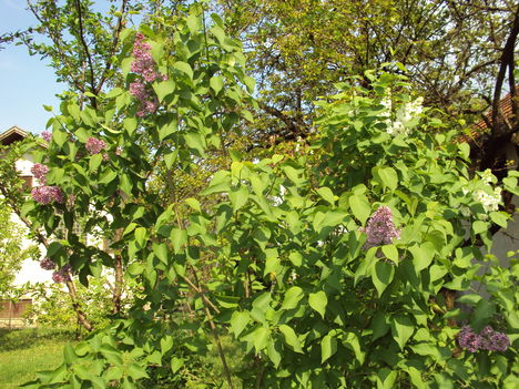 április2010 222
