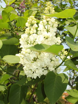 április2010 227