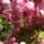 Cimg0241-001_686738_28092_t
