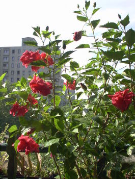 Hibiscus virágözön az erkélyemen