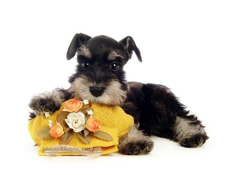 Miniature-Schnauzer-puppy-photo-83488_wallcoo_com