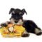 Miniature-Schnauzer-puppy-photo-83488_wallcoo_com