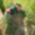 P2270064_686941_39474_t