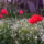 Tavasz-001_686633_11246_t