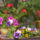 Tavasz-003_686631_62026_t