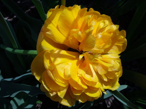 tulipánok 3
