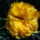 Tulipanok_3_686154_61702_t