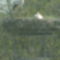 A gönyűi gólyák 11