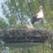 A gönyűi gólyák 2
