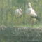 A gönyűi gólyák 6