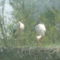 A gönyűi gólyák 9