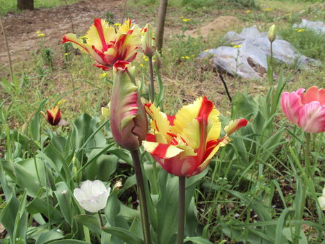 tulipán 2010