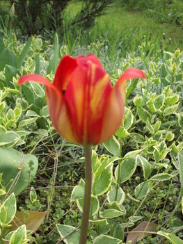 tulipán 2010