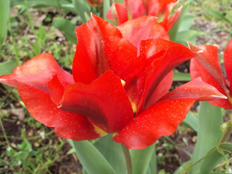 tulipán 2010