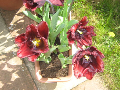 Ez fekete tulipan lenne, mert olyan hagymat vettem,de csak ilyen szinu lett.