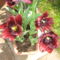 Ez fekete tulipan lenne, mert olyan hagymat vettem,de csak ilyen szinu lett.