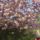 Japan_rozsa_ha_jol_tudom_688851_17719_t