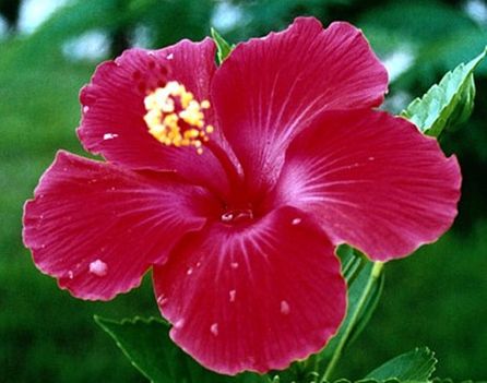 hibiscus fuscia