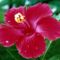 hibiscus fuscia