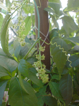 Jiaogulan (Gulan)- Gynostemma pentaphyllum 2