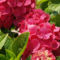 Piros virágú hortenzia Hydrangea