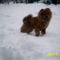 Huncutka szeret a hóban játszani