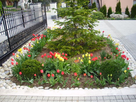 kertemben kinyílott a tulipán 2