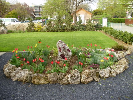 kertemben kinyílott a tulipán 5