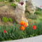kertemben kinyílott a tulipán 7