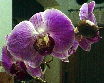 lila orhideák..