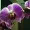 lila orhideák..