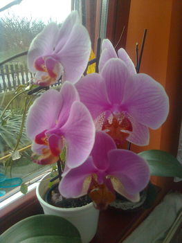 Rózsaszín csíkos orchideám teljes pompájában 2010.márc.