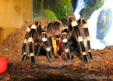 A. geniculata zabál