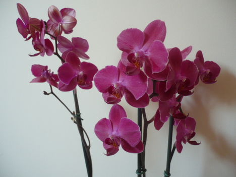 Csodálatos orchidea
