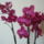 Csodalatos_orchidea_691362_78691_t