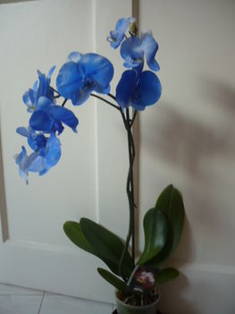 Nagyon különleges orchidea /férjemtől kaptam névnapomra/