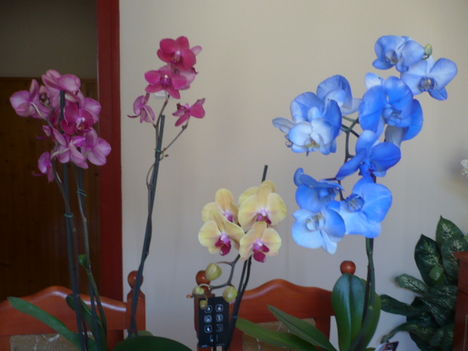 Névnapi orchideáim egy "csokorban" 