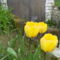 sárga_tulipán