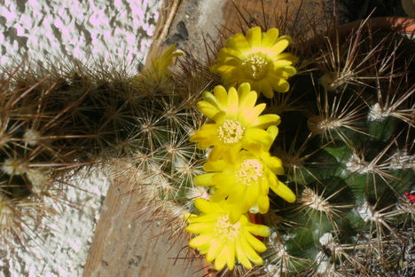 virágzó_kaktusz
