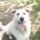A_mi_macinko_is_varazsol_a_mosolyaval_692936_54441_t